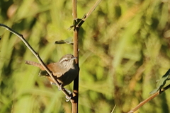 Cantorchilus modestus