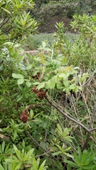 Rhus coriaria image