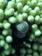 Porites porites