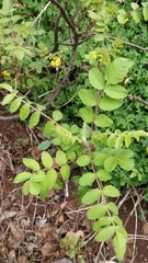 Rhus coriaria image