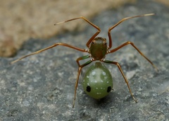 Amyciaea albomaculata
