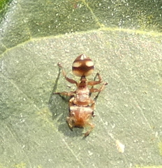 Cephalotes umbraculatus