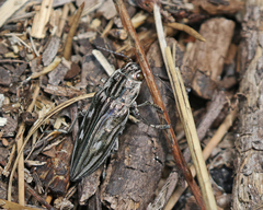 Chalcophora georgiana