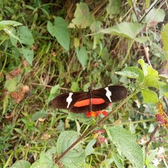 Heliconius clysonymus