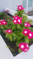 Catharanthus roseus