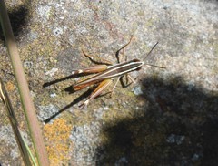 Macrotona mjobergi