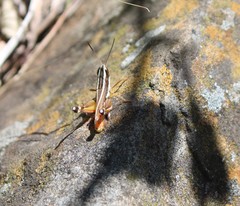 Macrotona mjobergi