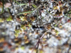 Camponotus dumetorum