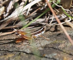 Macrotona mjobergi
