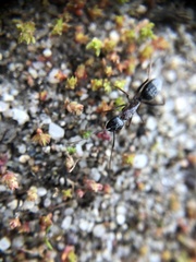 Camponotus dumetorum