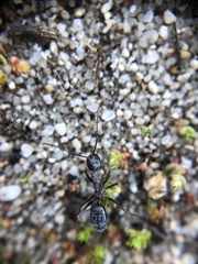 Camponotus dumetorum