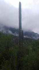 Cephalocereus senilis