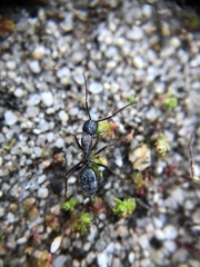 Camponotus dumetorum