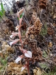 Schiedeella transversalis