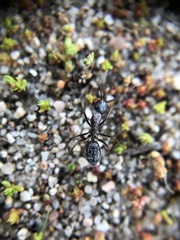 Camponotus dumetorum