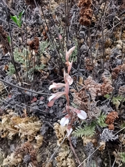 Schiedeella transversalis