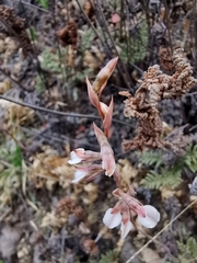 Schiedeella transversalis