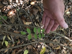 Styphnolobium affine