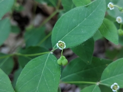 Euphorbia mercurialina