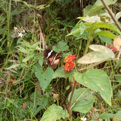 Heliconius clysonymus