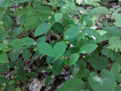 Euphorbia mercurialina