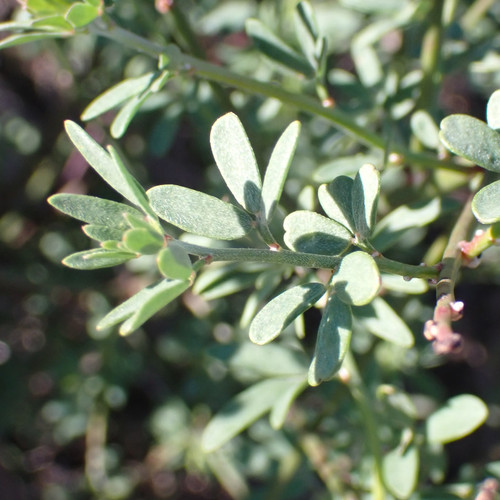 Deerweed foliage