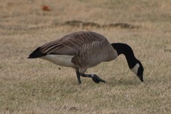 Branta canadensis moffitti