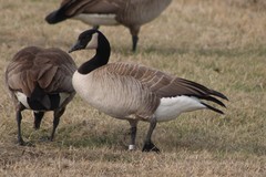 Branta canadensis moffitti