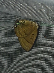 Rapala pheretima sequeira