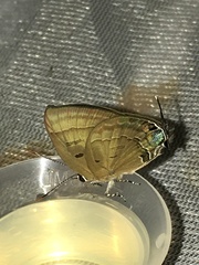 Rapala pheretima sequeira