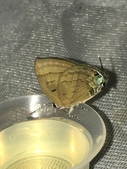 Rapala pheretima sequeira