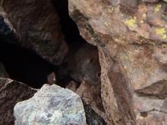 Abrothrix olivacea