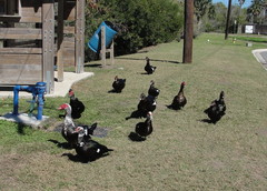 Cairina moschata domestica