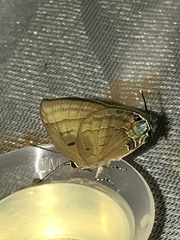 Rapala pheretima sequeira