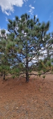 Pinus greggii