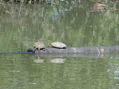 Trachemys scripta elegans