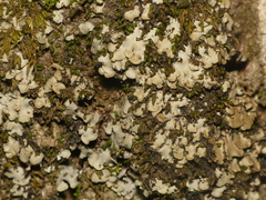 Placidium arboreum