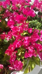 Bougainvillea