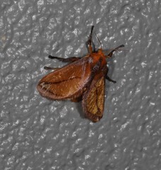 Lamprolepida chrysochroa