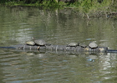Trachemys scripta elegans