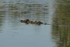 Trachemys scripta elegans