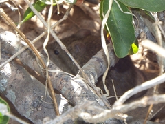 Abrothrix longipilis