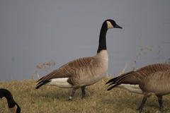 Branta canadensis moffitti