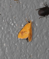 Hyalobathra brevialis