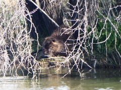 Myocastor coypus coypus