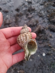 Fusitriton oregonensis