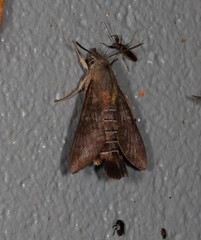 Macroglossum vacillans