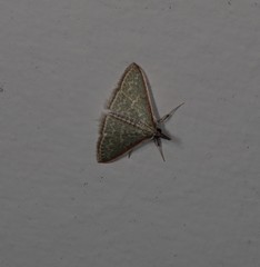 Myrmidonistis hoplora