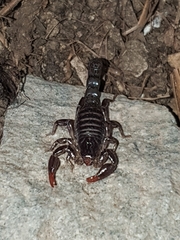 Bothriurus keyserlingi