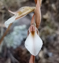 Schiedeella transversalis